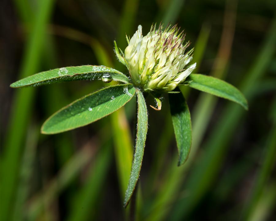 Trifolium ochroleucon / Trifoglio bianco giallo